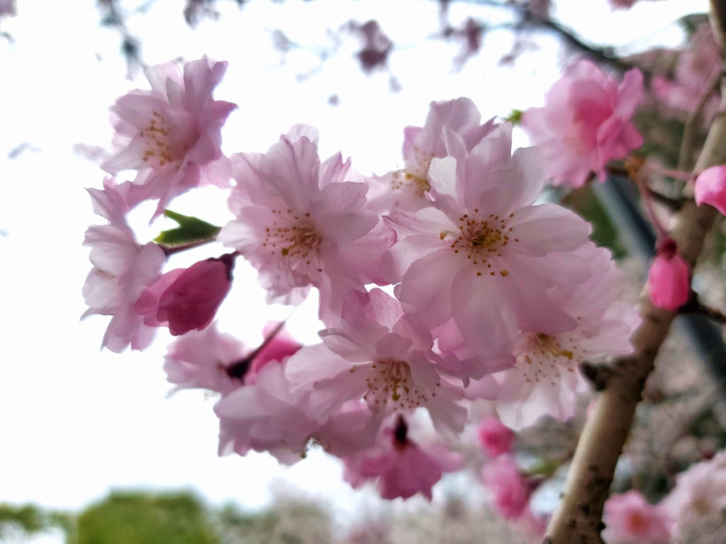 舞姫　新種の桜